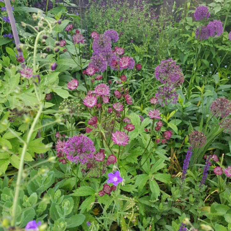 Plant image Astrantia major 'Venice'