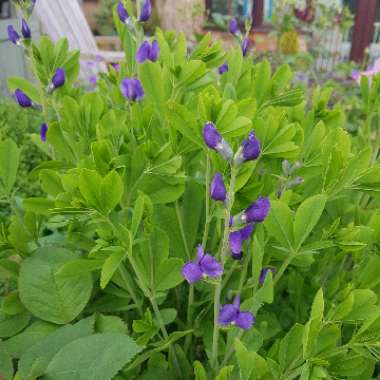 Baptisia australis