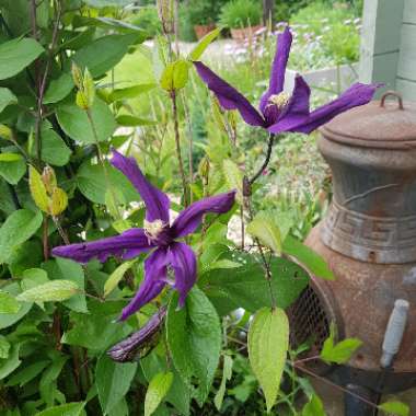 Clematis 'Petit Faucon Evisix'