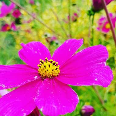 Cosmos bipinnatus 'Red Dazzler'