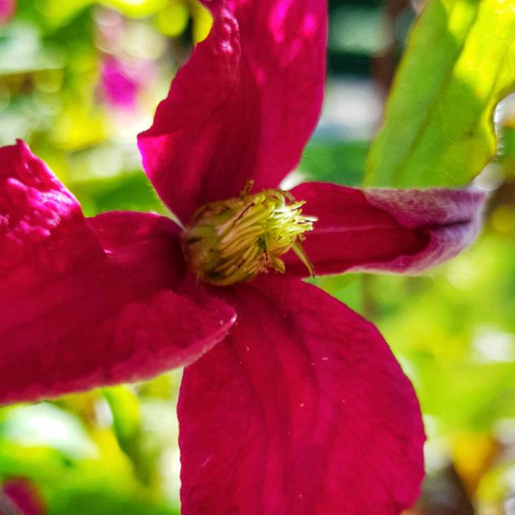 Plant image Clematis viticella 'Madame Julia Correvon'