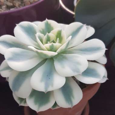 Echeveria Compton Carousel