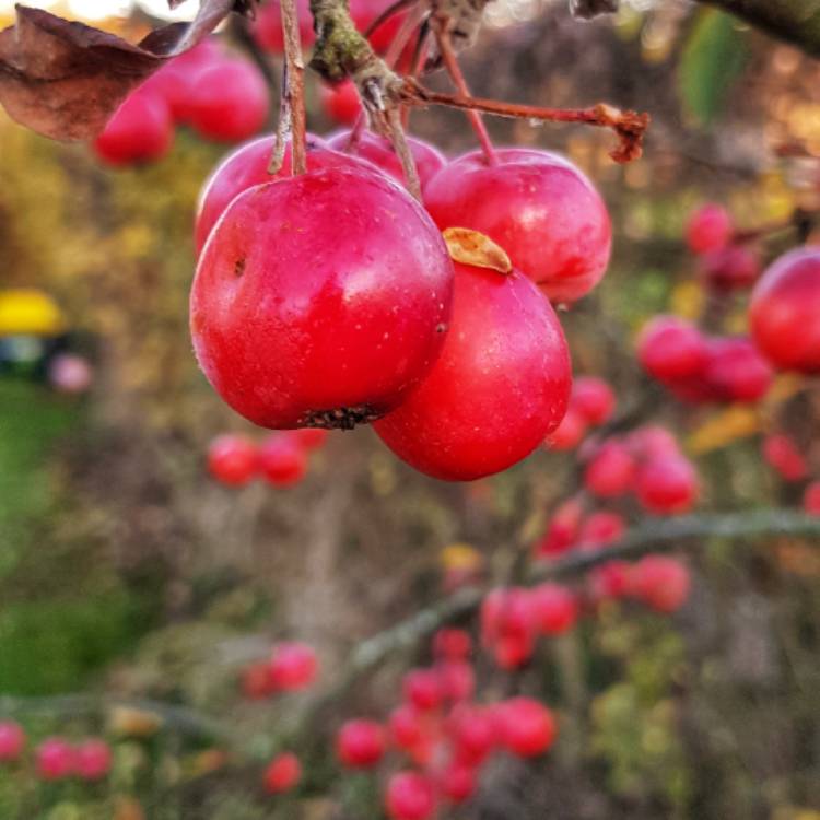 Plant image Malus 'Gorgeous'