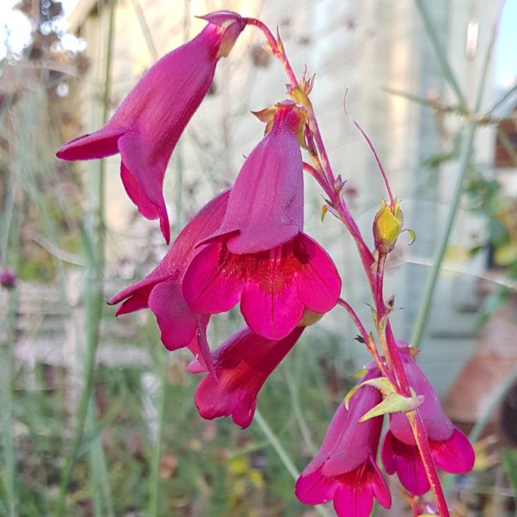 Plant image Penstemon 'Raven'