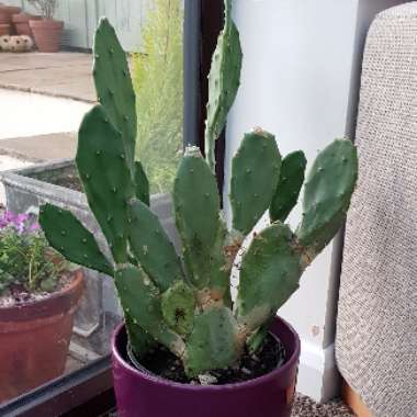 Opuntia