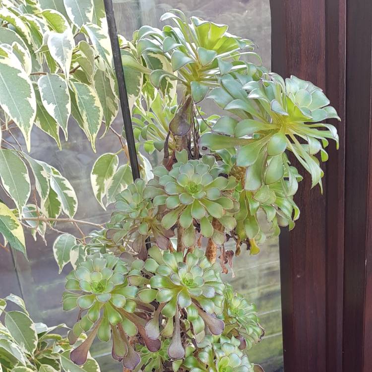 Plant image Aeonium Simsii x Zwartkop