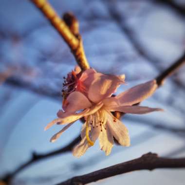 Prunus x subhirtella 'Autumnalis'