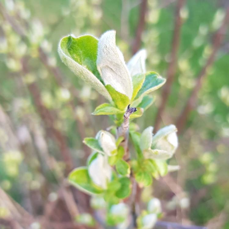 Plant image Cydonia oblonga 'Meech's Prolific'