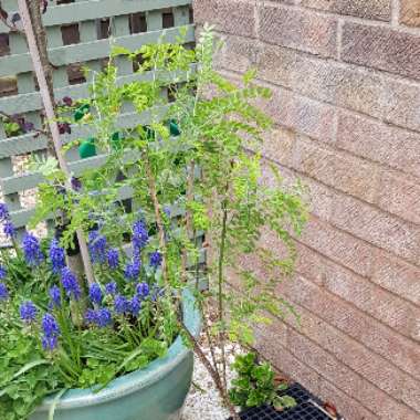 Sophora davidii