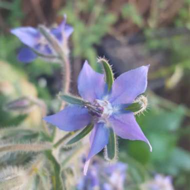 Common borage