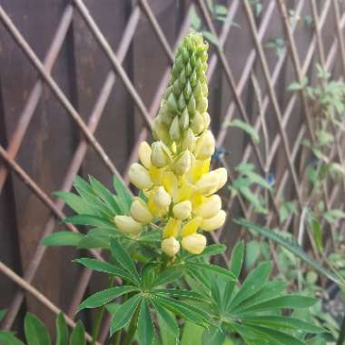 Lupin