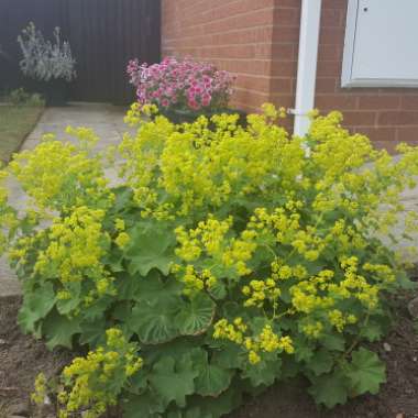 Lady's Mantle