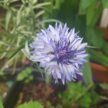 Cornflower