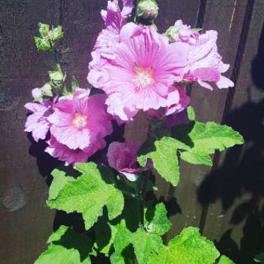 Tree Mallow 'Rosea'