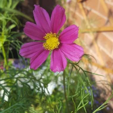 Cosmea