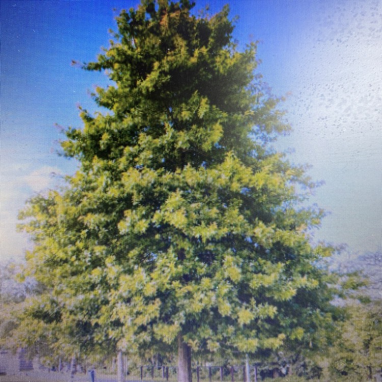 Plant image Quercus palustris