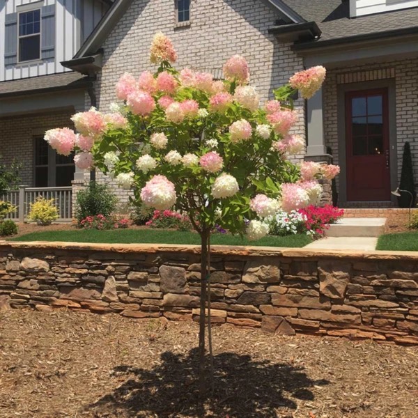 Plant image Hydrangea paniculata