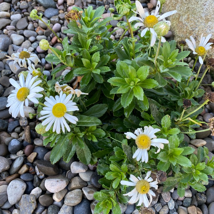 Plant image Leucanthemum x superbum 'Phyllis Smith'