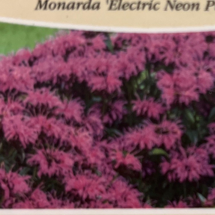 Plant image Monarda hybrida 'Bergamo'