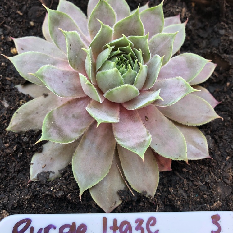 Plant image Sempervivum Purple Haze