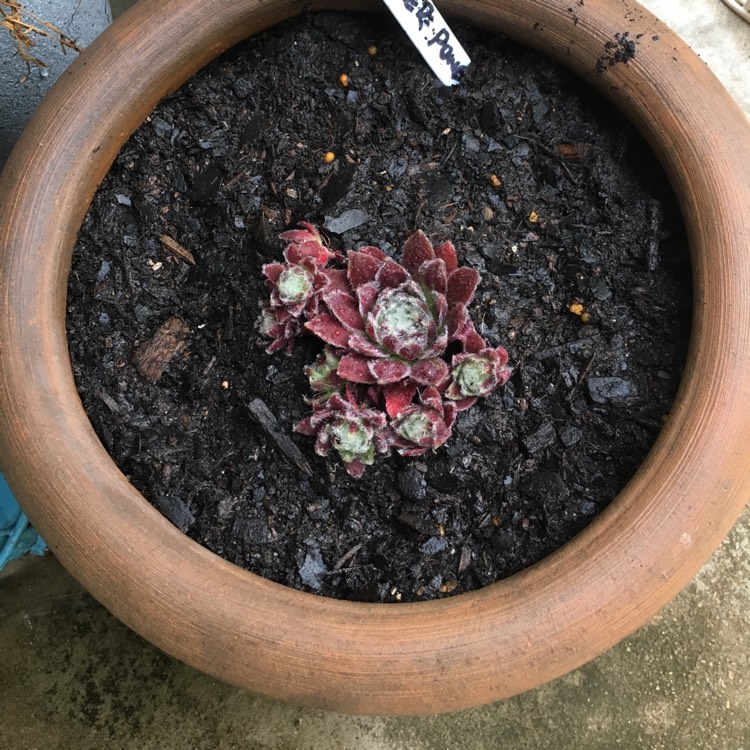 Plant image Sempervivum Pacific Feather Power