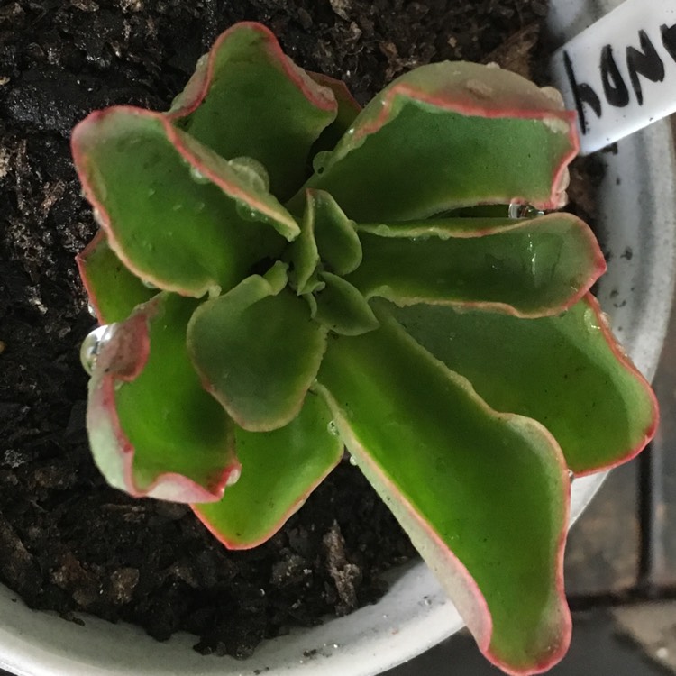 Plant image Echeveria Candy