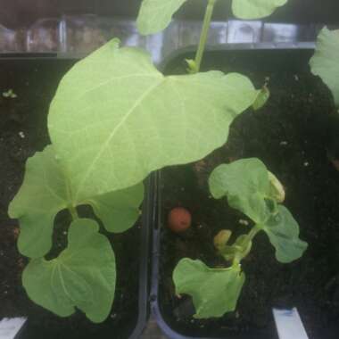 Dwarf French Beans 'Yin Yang'