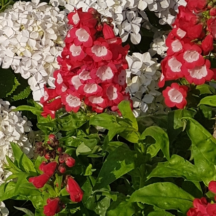 Plant image Penstemon 'Phoenix Red'