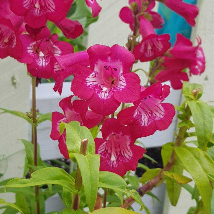 Plant image Penstemon 'Phoenix Red'