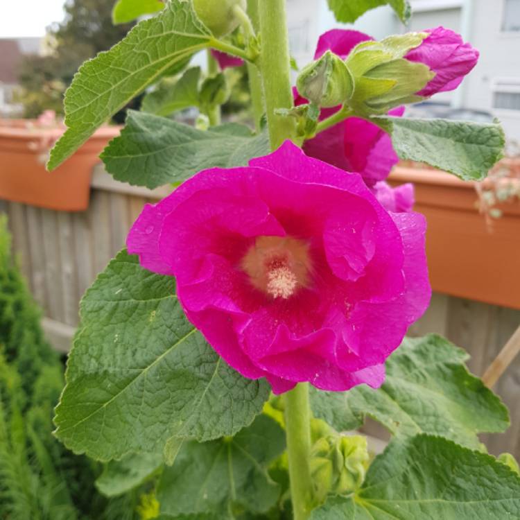 Plant image Alcea rosea 'Summer Carnival Group'