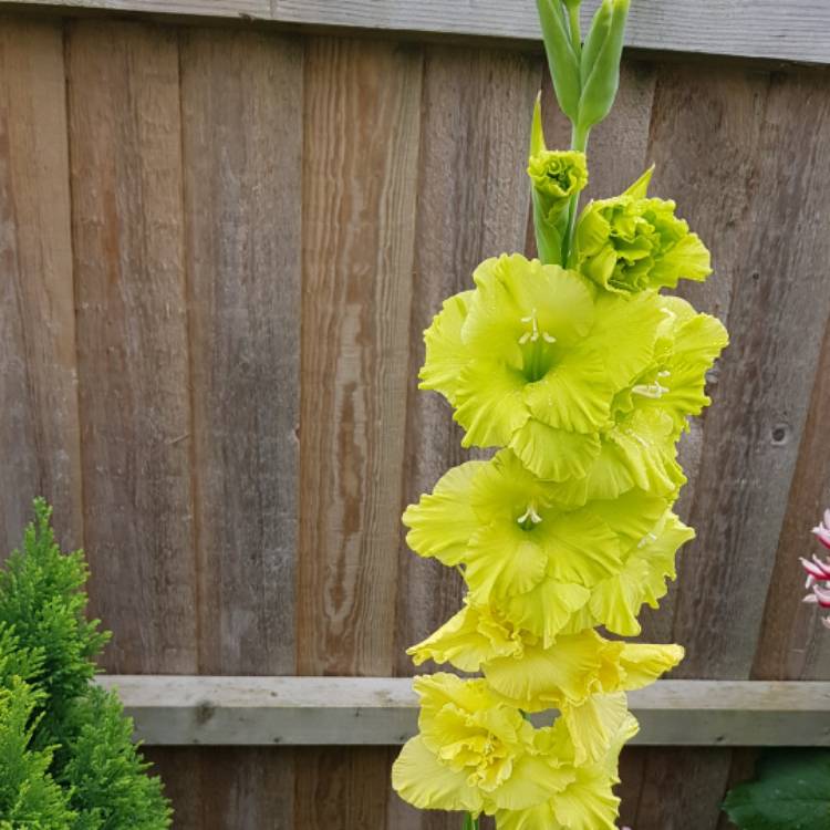 Plant image Gladiolus 'Green Star'