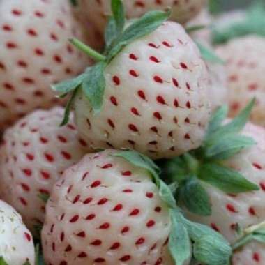 Fragaria