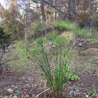 Cyperus papyrus