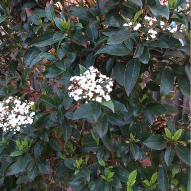 Viburnum tinus 'Lucidum'