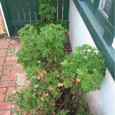 Pelargonium 'Peqz0002' (Calliope Series) syn. Pelargonium 'Calliope Lavender Rose'