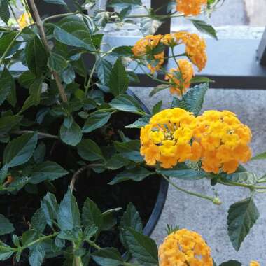 Lantana 'New Gold'