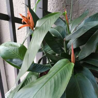 False bird-of-paradise  'Orange Christmas'