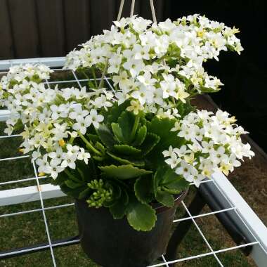 Kalanchoe blossfeldiana 'Tenorio'