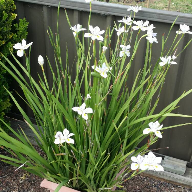 Plant image Dietes