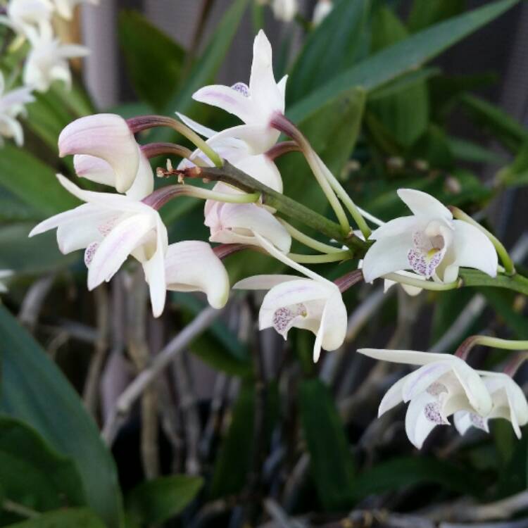 Plant image Dendrobium kingianum