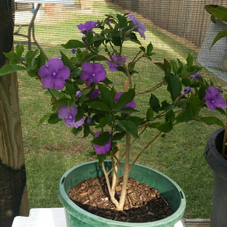 Plant image Brunfelsia pauciflora syn. Brunfelsia calycina