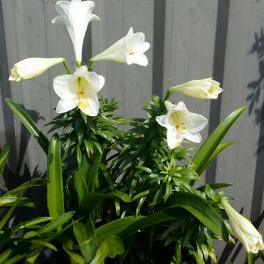 Lilium 'Gizmo'