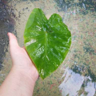 Colocasia esculenta  syn. Colocasia antiquorum