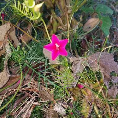 Ipomoea quamoclit 'Red Feather'