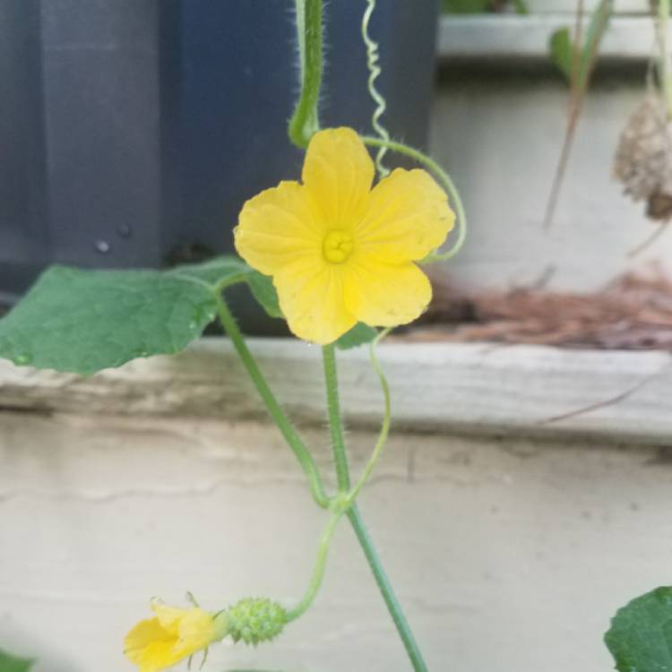 Plant image Cucumis Metuliferus