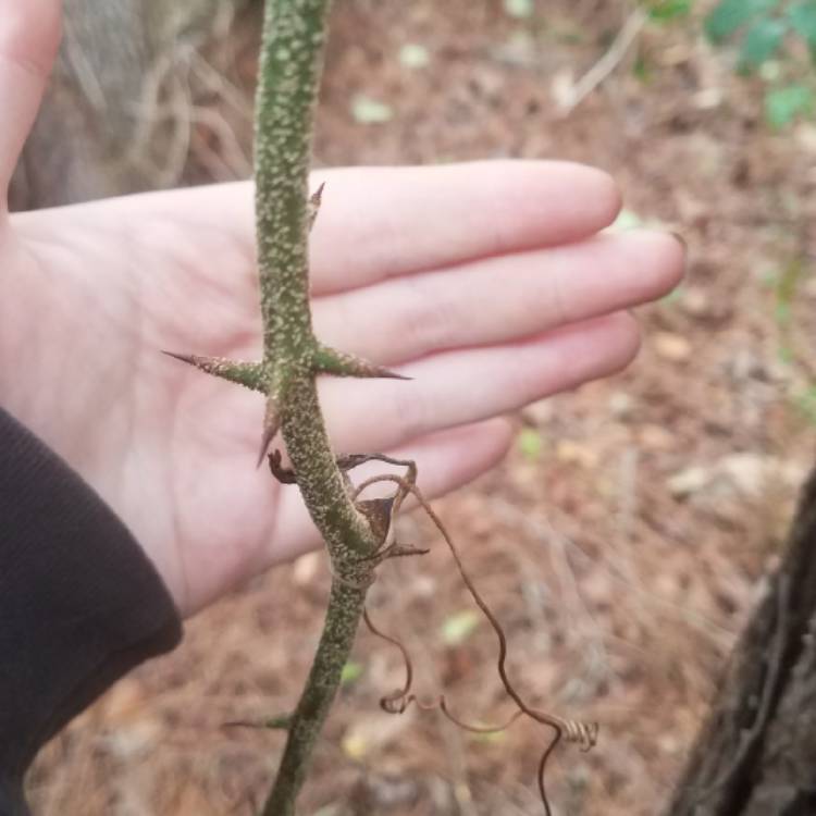 Plant image Smilax