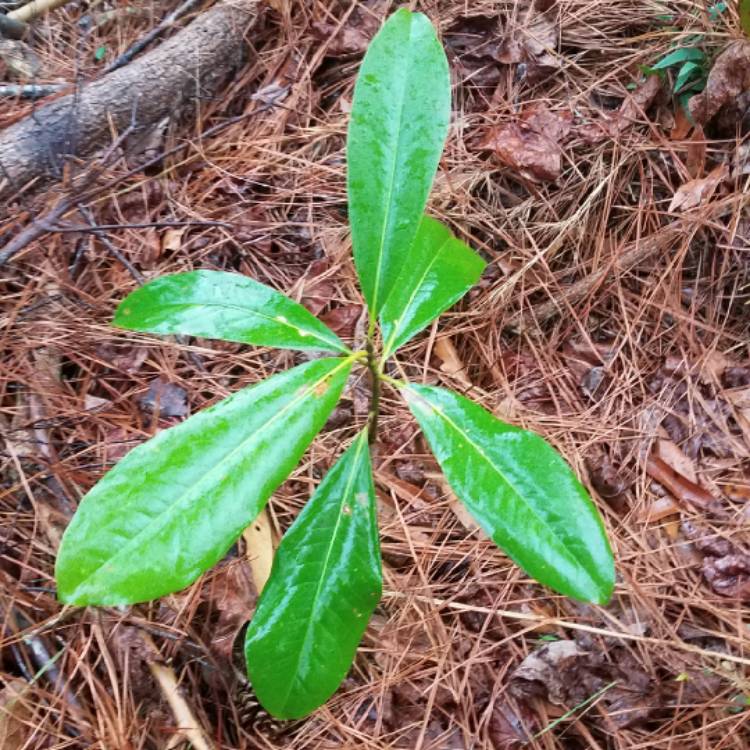 Plant image Magnolia grandiflora 'Kay Parris'