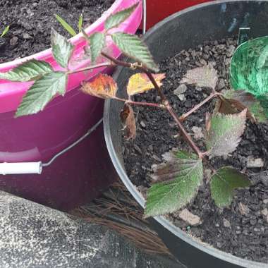 Rubus fruticosus 'Oregon Thornless'