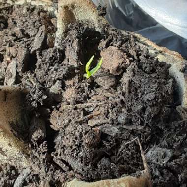 Capsicum Annuum 'Banana'