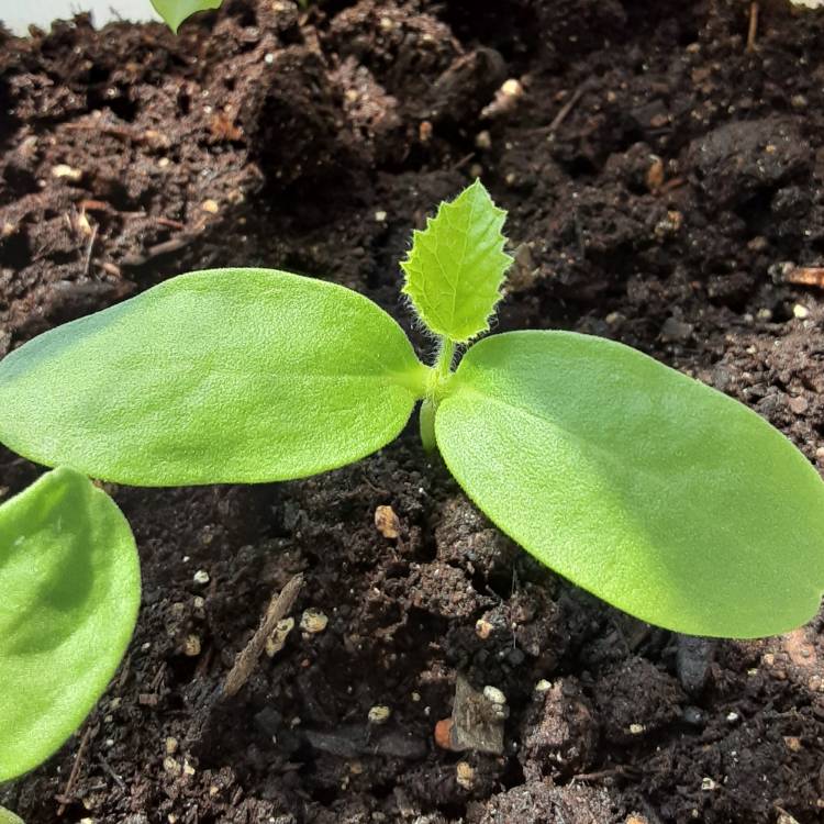 Plant image Cucumis melo var reticulatus